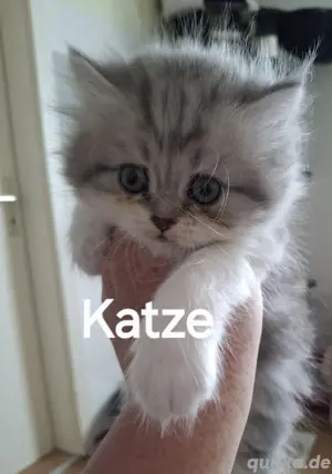 2 zuckersüße Bkh-Perser Kitten  Bild 1
