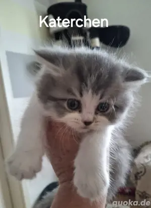 2 zuckersüße Bkh-Perser Kitten  Bild 2