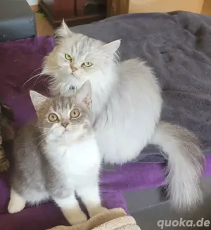 2 zuckersüße Bkh-Perser Kitten  Bild 3