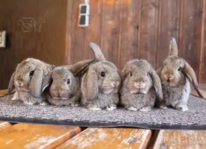 Reinrassige Zwergwidder Jungtiere Kaninchen Hasen vom Züchter
