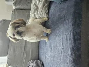 Shih Tzu (weiblich)