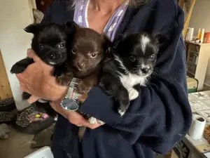 Flauschige, süße Pomchi Babys (Pomeranian Zwergspitz x Chihuahua)