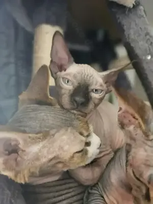 Sphynx kitten 