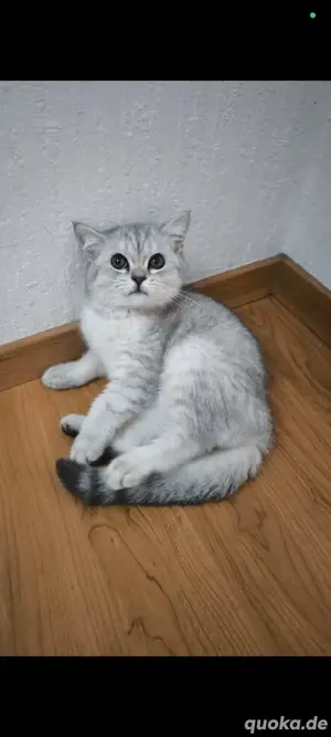 BKH Kater 
