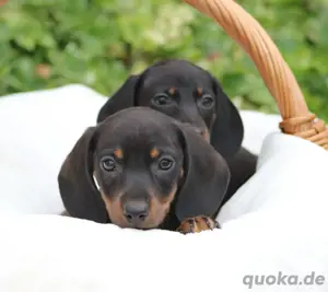 Zwergdackelwelpen in black tan 