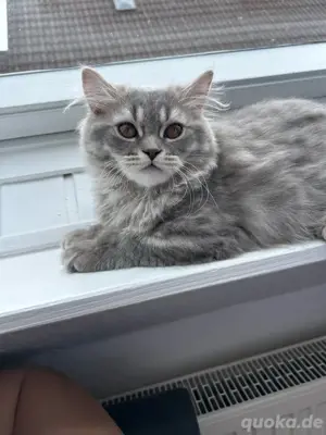 bkh Kitten in liebevolle Hände abzugeben 