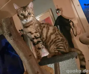 Bengalen Mädchen 