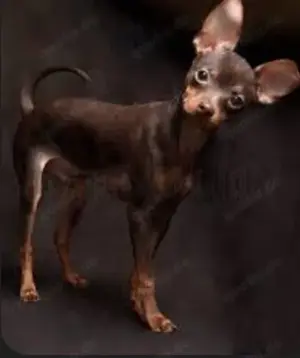 Toyterrier weibchen zu verkaufen 