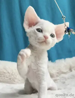 Devon Rex Kätzchen zu verkaufen Bild 2
