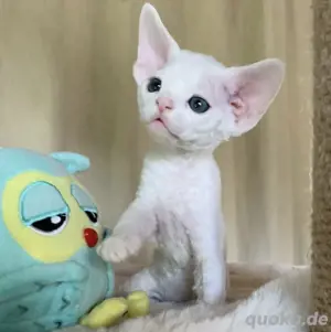 Devon Rex Kätzchen zu verkaufen Bild 3