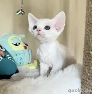 Rasse: Devon Rex Kätzchen zu verkaufen Bild 2