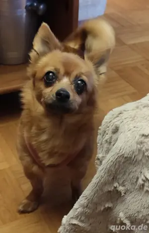 Kleine Zarinha sucht endgültiges Zuhause 