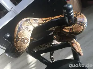 Boa constrictor Mix (Occidentalis imperator) het Leopard het Salmon