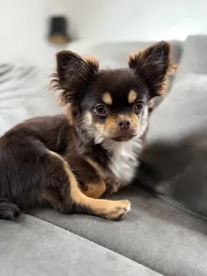 Chihuahua 8 Monate Langhaar