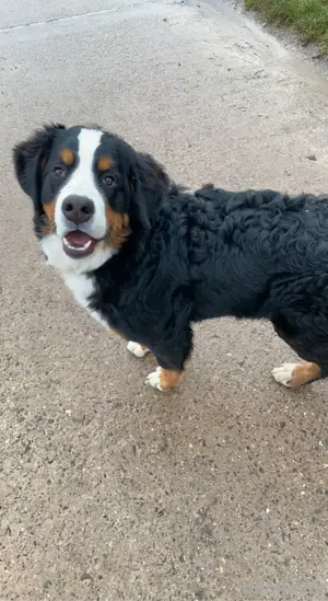 Berner Sennenhund Rüde