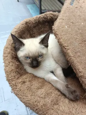 Siam Kitten