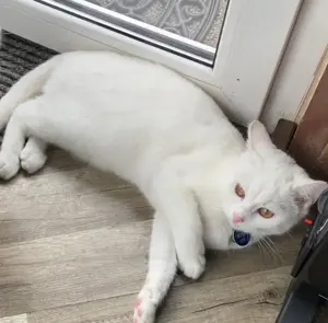 Einzigartige 18 Monate junge weiße Katze Maine Coon Khao Manee Mis z. V. 300 