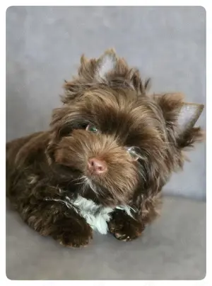 Zuckersüßer Yorkshire Terrier Rüde - 1,7 kg - bleibt klein - in Traumfarbe dark schoko