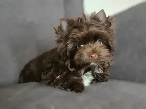 Wahnsinnig lieber Yorkshire Terrier Rüde in wunderschönem dark schoko aus Top Zucht 