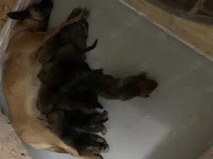 Belgian Malinois-Rottweiler Welpen 