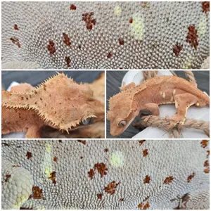 mehrere Kronengeckos C.ciliatus Crested Geckos 