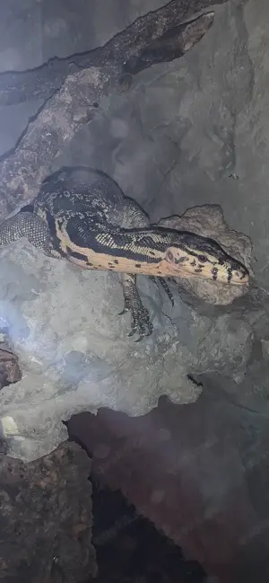 Varanus Salvator sumbawa