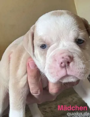 Old English Bulldog Welpen 