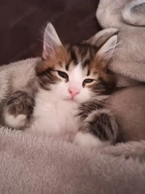 Hübsche Main Coon Mädels  Bild 3