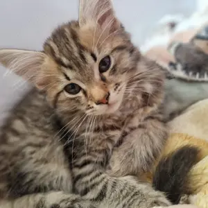 Hübsche Main Coon Mädels  Bild 1
