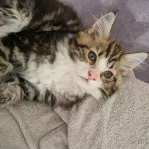 Hübsche Main Coon Mädels  Bild 2