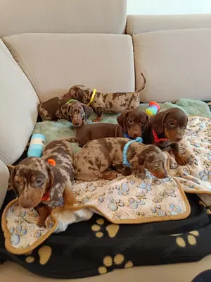 Dackel choco merle 