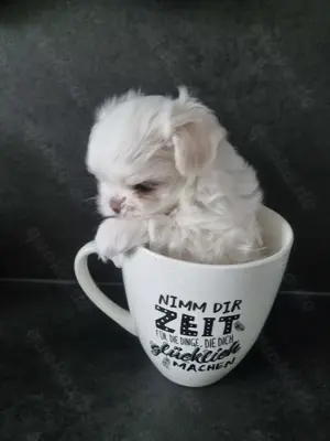 Minimalteser Malteser sehr klein Welpe Rüde Hund 