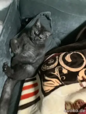 Britische Katze Bild 2