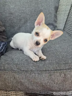 Chihuahua welpen suchen zuhause 