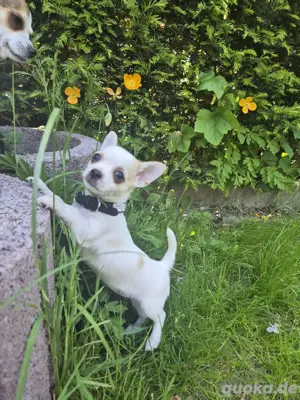 Chihuahua welpen suchen zuhause  Bild 4