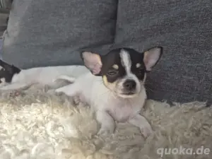 Chihuahua welpen suchen zuhause  Bild 3