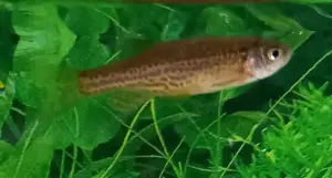 Leopardbärbling