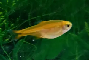 Kupfersalmler