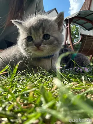 Britisch Kurzhaar kitten