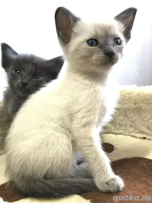 Siam und OKH Kitten blue-point + bluepkp