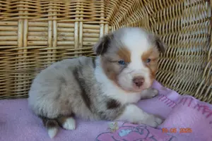 Miniature Australian Shepherd Welpen ,alle Farben,seiös.. Zucht!
