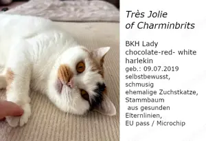 BKH Katze sucht ihren Platz auf Lebenszeit