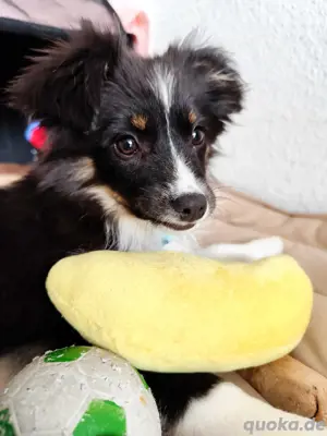 Miniatur Australian Shepherd 