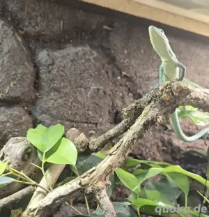 Suche Gastropholis prasina Grüne baumeidechse ( Männchen )
