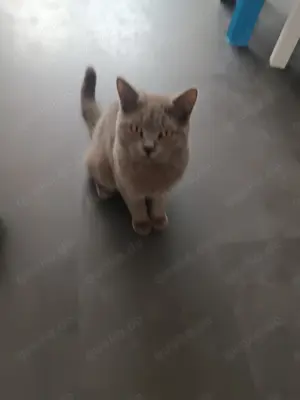 BKH Kater 9 Monate geimpft und kastriert  Bild 2