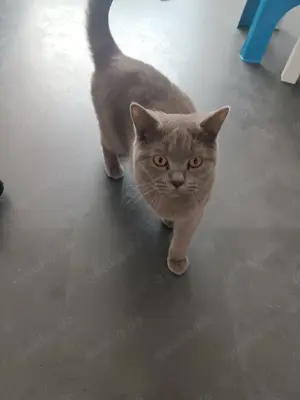 BKH Kater 9 Monate geimpft und kastriert  Bild 1
