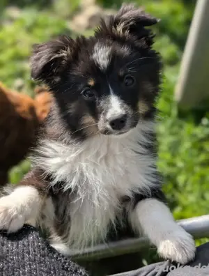Miniatur Australian Shepherd 