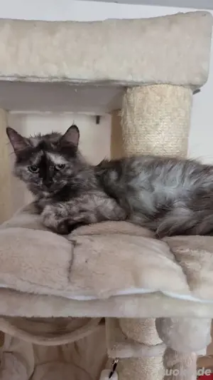 maincoon mix babys