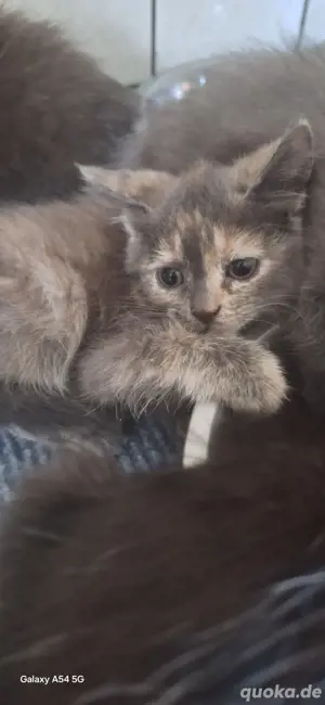 mainecoon mix babys