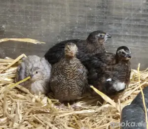 Legewachteln jung Farbwachtel
